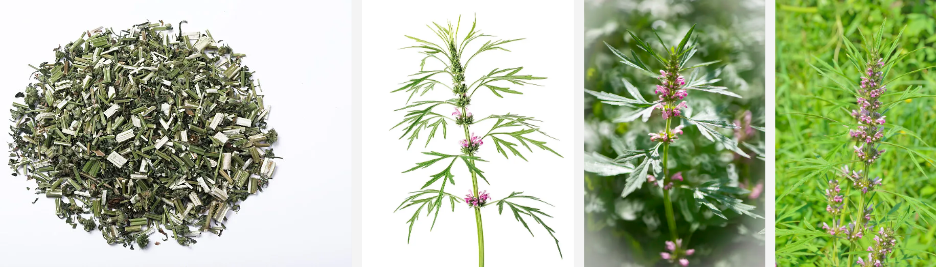 Motherwort Extract Powder.png